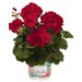 Зональная, кустовая пеларгония (герань) Green Idols Dark Red